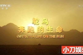 央视野生动物纪录片《鸵鸟：奔跑的生命 Ostrich： A Life on the Run》全1集中字 TS/蓝光高清纪录片百度网盘下载