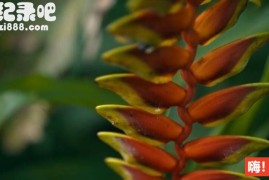 [主厨的餐桌 Chef's Table][Netflix美食纪录片][1~4季][原声配音中英双字] 720P纪录片下载