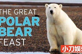 PBS野生动物纪录片《北极熊的盛宴 The Great Polar Bear Feast》全1集中字 TS/蓝光高清纪录片百度网盘下载