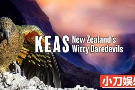 鸟类纪录片《啄羊鹦鹉：新西兰机智冒险家 Keas：New Zealand’s Witty Daredevils》全1集中字 TS/蓝光高清纪录片百度网盘下载