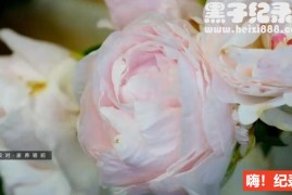 《世界上最大的鲜花市场 2016》全1集 英语配音中英双字幕 720P下载