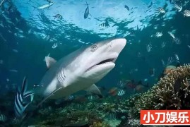 央视海洋生物纪录片《鲨鱼天堂》全1集 TS/蓝光高清纪录片百度网盘下载