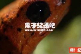 《地球生灵 One Life 2011》全1集 英语翻译中英双字 1080P超清下载