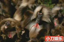 央视野生动物纪录片 《狮尾狒：山地之王 King of the Mountain Baboons》全1集中字 TS/蓝光高清纪录片百度网盘下载