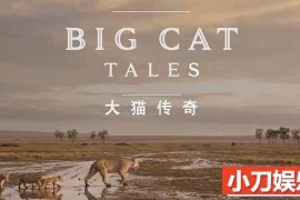 央视野生动物纪录片《大千世界 大猫传奇 Big Cat Tales》全5集 TS/蓝光高清纪录片百度网盘下载