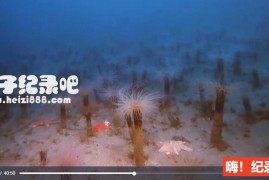 《深海猎奇 Deep Sea 2006》全1集 原声配音中英双字 1080P蓝光原盘下载