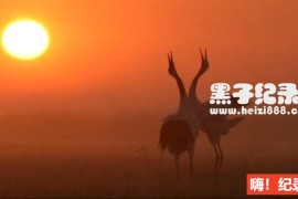 《美丽中国 Wild China》全6集 原声配音中英双字幕 1080P/720P超清下载