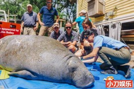 国家地理救治动物纪录片《动物园秘辛：坦帕湾 Secrets of the Zoo: Tampa 2023》第3季全12集 英语中英双字 官方纯净收藏版 720P/MKV/20G百度网盘下载