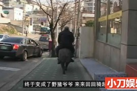 动物研究纪录片《动物迷惑行为》第3季中字 1080高清纪录片解说素材百度网盘下载