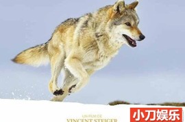 央视野生动物与人类纪录片《狼之旅 A Wolf’s Journey》全1集 TS/蓝光高清纪录片百度网盘下载