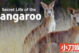 PBS野生动物纪录片《袋鼠的秘密生活 Secret Life of the Kangaroo》全3集中字 TS/蓝光高清纪录片百度网盘下载