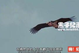 [红色翅膀：火烈鸟故事][1集][迪士尼][英语配音中英双字]1080P/720P下载