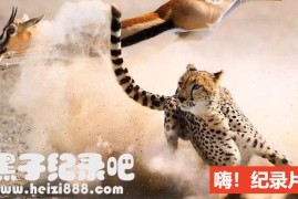 《猎捕 The Hunt 2015》一共全7集 原声配音中英双字幕 1080P超清下载