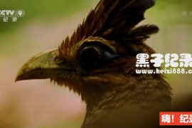 《野性哥伦比亚 Wild Colombia 2016》全3集 国语配音中文字幕 1080P超清下载