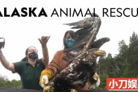 国家地理动物保护纪录片《阿拉斯加野生动物救援 Alaska Animal Rescue》第2季原版无字 720P高清自媒体解说素材百度网盘下载