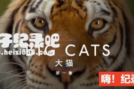 《大猫 Big Cats》全3集 国语/英语配音中文字幕 豆瓣9.6 1080P超清下载