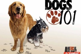 宠物狗指南纪录片《狗狗大百科/狗狗全记录 Dogs 101》全集下载 第1-4季 英语中字百度网盘下载