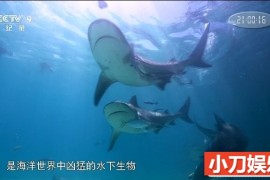 《重返蓝色星球 Blue Planet Revisited》纪录片 1080P全2集中字 MKV/7.79G百度网盘下载