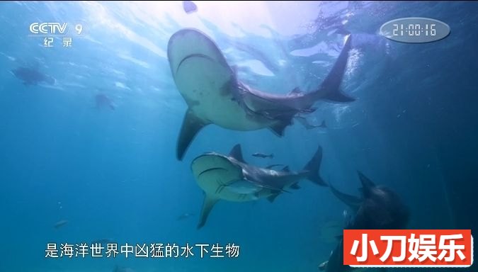 《重返蓝色星球 Blue Planet Revisited》纪录片 1080P全2集中字 MKV/7.79G插图