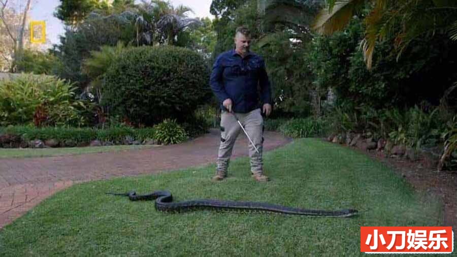 国家地理毒蛇清理纪录片《澳大利亚捕蛇人 Aussie Snake Wranglers 2022》第1季全16集 英语无字 1080P/MKV/16.7G插图