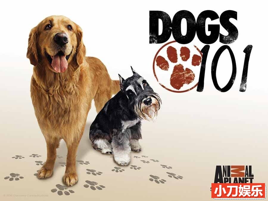 宠物狗指南纪录片《狗狗大百科/狗狗全记录 Dogs 101》全集下载 第1-4季 英语中字插图