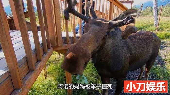 国家地理动物保护纪录片《阿拉斯加野生动物救援 Alaska Animal Rescue》第1季中字 1080P高清自媒体解说素材插图