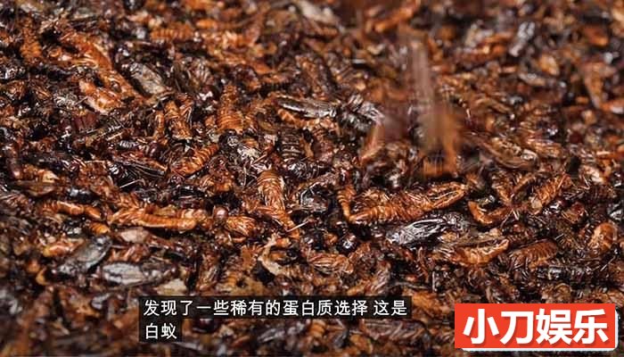 全球美食点评纪录片《阳光美食家》第4季中字 1080高清纪录片解说素材插图