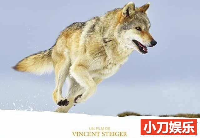 央视野生动物与人类纪录片《狼之旅 A Wolf’s Journey》全1集 TS/蓝光高清纪录片插图