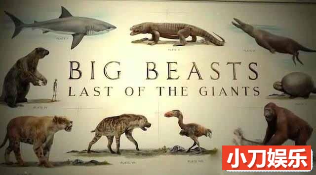 央视野生动物保护纪录片《终极巨兽档案 Big Beasts: Last of the Giants》全3集 TS/蓝光高清纪录片插图