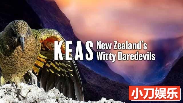 鸟类纪录片《啄羊鹦鹉：新西兰机智冒险家 Keas：New Zealand’s Witty Daredevils》全1集中字 TS/蓝光高清纪录片插图