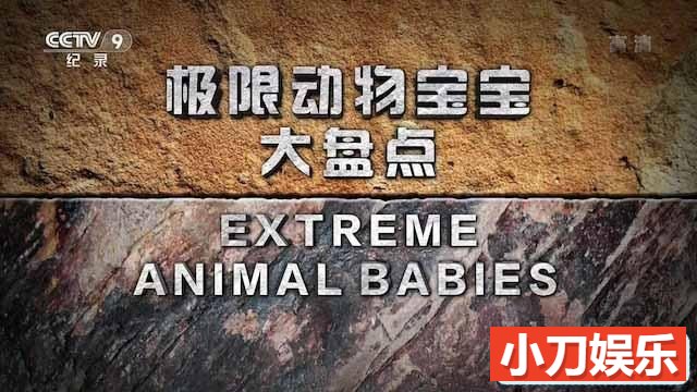 国家地理动物勇士纪录片《极限动物宝宝大盘点 Extreme Animal Babies》全6集中字 TS/蓝光高清纪录片插图