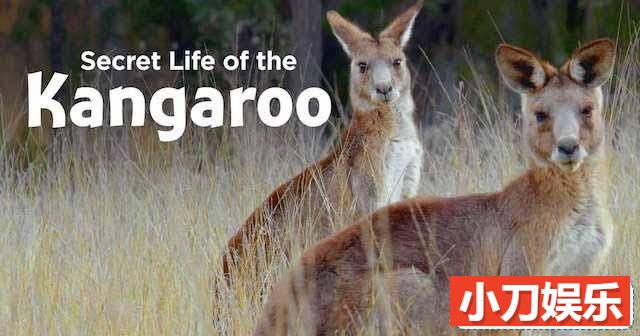 PBS野生动物纪录片《袋鼠的秘密生活 Secret Life of the Kangaroo》全3集中字 TS/蓝光高清纪录片插图