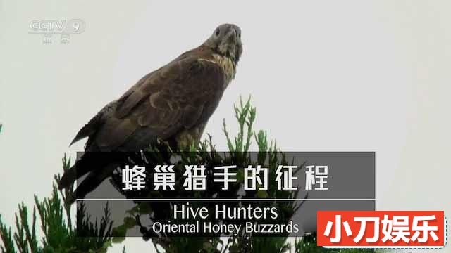 NHK鸟类纪录片《蜂巢猎手的征程 Hive Hunters:Oriental Honey Buzzards》全1集中字 TS/蓝光高清纪录片插图