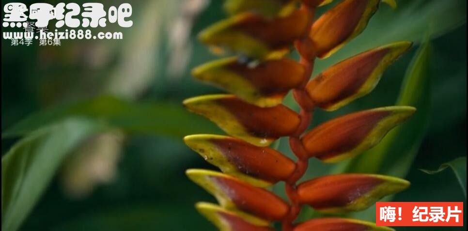 [主厨的餐桌 Chef [主厨的餐桌 Chef