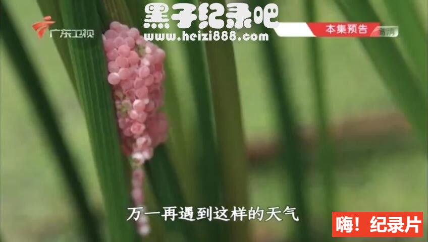 [老广的味道][广东卫视纪录片][第二季 全7集][国语配音中文字幕] 720P纪录片下载