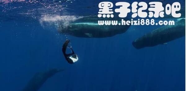 《蓝色星球2 Blue Planet II》全7集 国语/英语配音中英字幕 1080P/4k超清下载