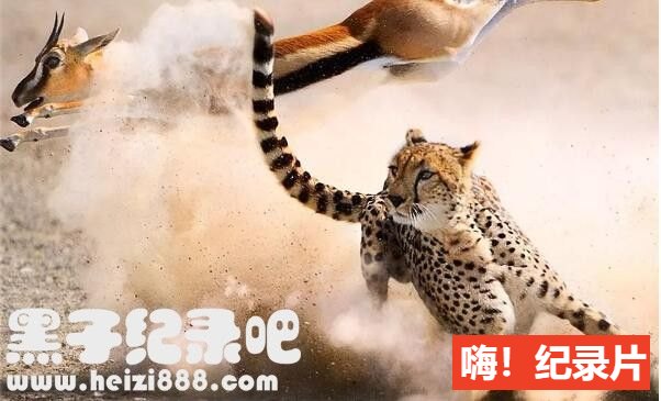 《猎捕 The Hunt 2015》一共全7集 原声配音中英双字幕 1080P超清下载