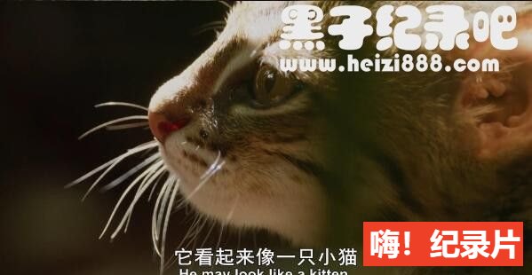 《大猫 Big Cats》全3集 国语/英语配音中文字幕 豆瓣9.6 1080P超清下载