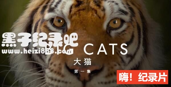 《大猫 Big Cats》全3集 国语/英语配音中文字幕 豆瓣9.6 1080P超清下载