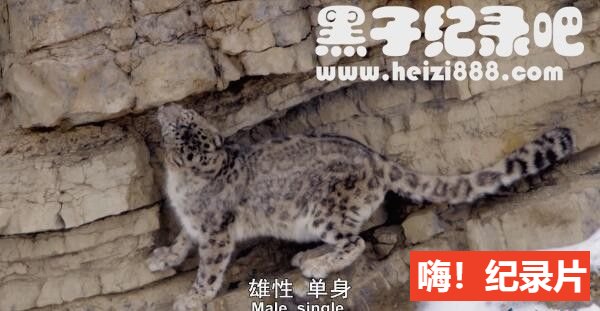 《大猫 Big Cats》全3集 国语/英语配音中文字幕 豆瓣9.6 1080P超清下载