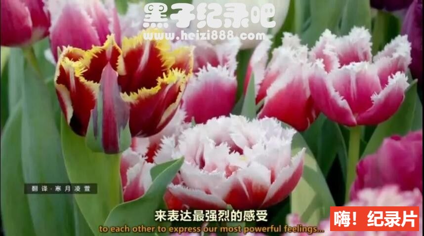 《世界上最大的鲜花市场 2016》全1集 英语配音中英双字幕 720P下载