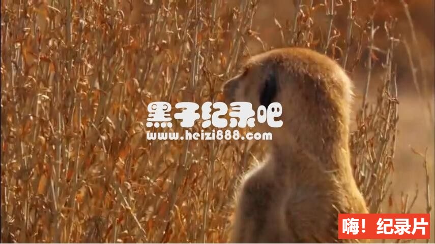 《非洲 Africa 2013》全6集 英语配音中英双字幕 1080P超清下载