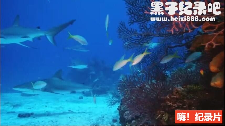 《深海猎奇 Deep Sea 2006》全1集 原声配音中英双字 1080P蓝光原盘下载