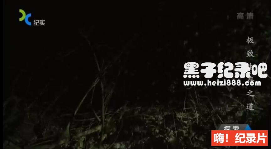 《极致生存之道 Wildest Survival》全6集 国语配音中文字幕 1080P超清下载