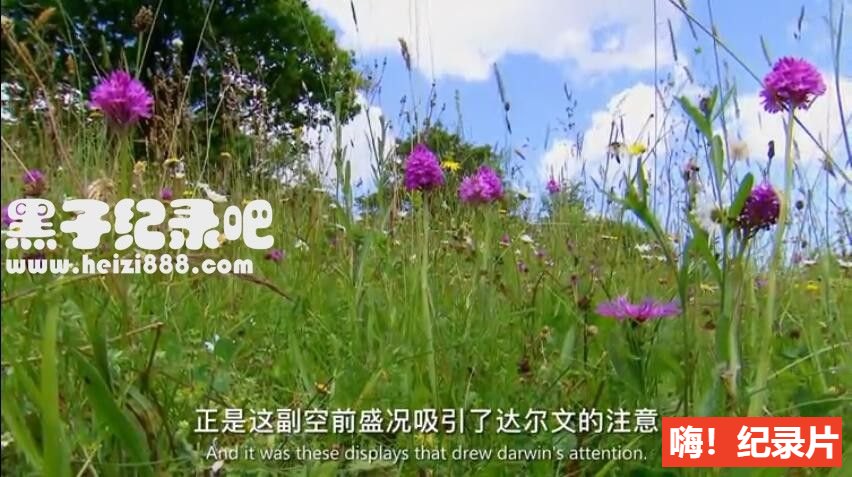 [植物的秘密武器/植物百态][2集][BBC][原生配音中英双字]720P下载