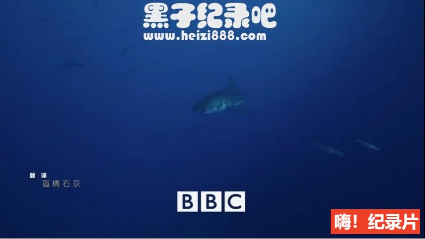 [碧海狂鲨/鲨鱼][3集][BBC][原声配音中英双字幕]720P下载