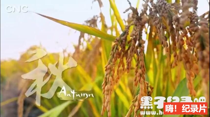 《四季中国 Seasons of China 2019》全24集 英语中字 1080P超清下载